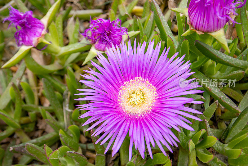 希腊克里特岛Rethymnon镇的霍屯督无花果(Carpobrotus edulis)